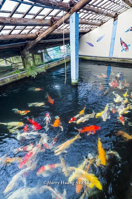 富貴竹 水耕 佳河錦鯉園